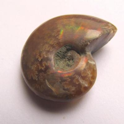 Ammonite