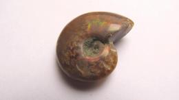 Ammonite