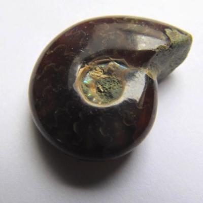 Ammonite