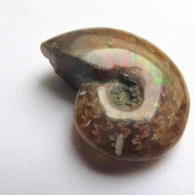 Ammonite
