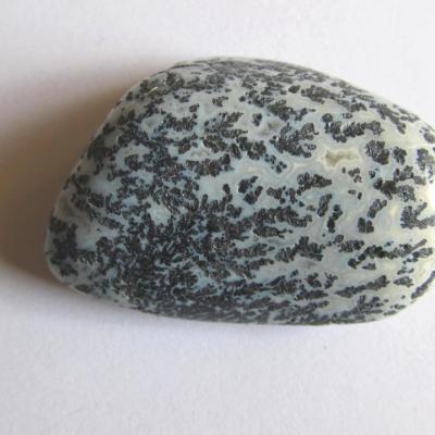 Dendrite